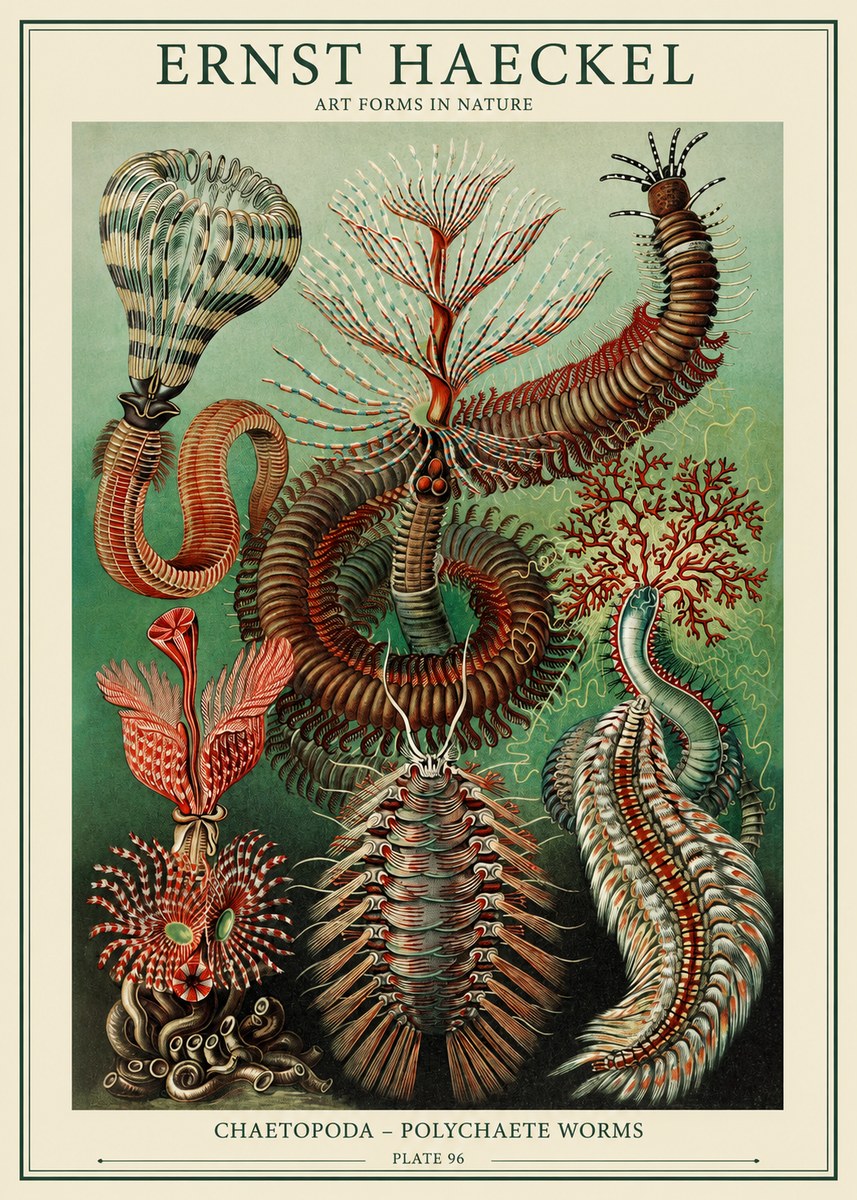 Ernst Haeckel Chaetopoda – Polychaete Worms No1 - Póster