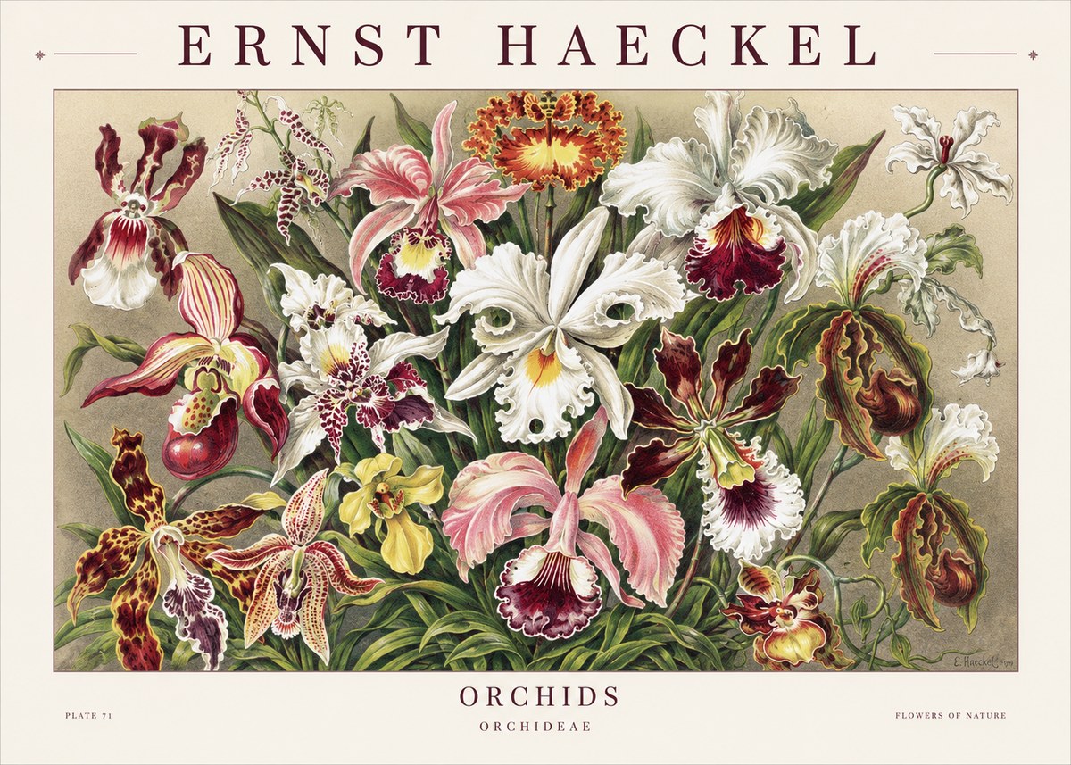 Ernst Haeckel Orchids No1 - Póster