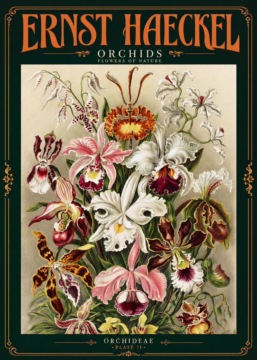 Ernst Haeckel Orchids No4 - Póster
