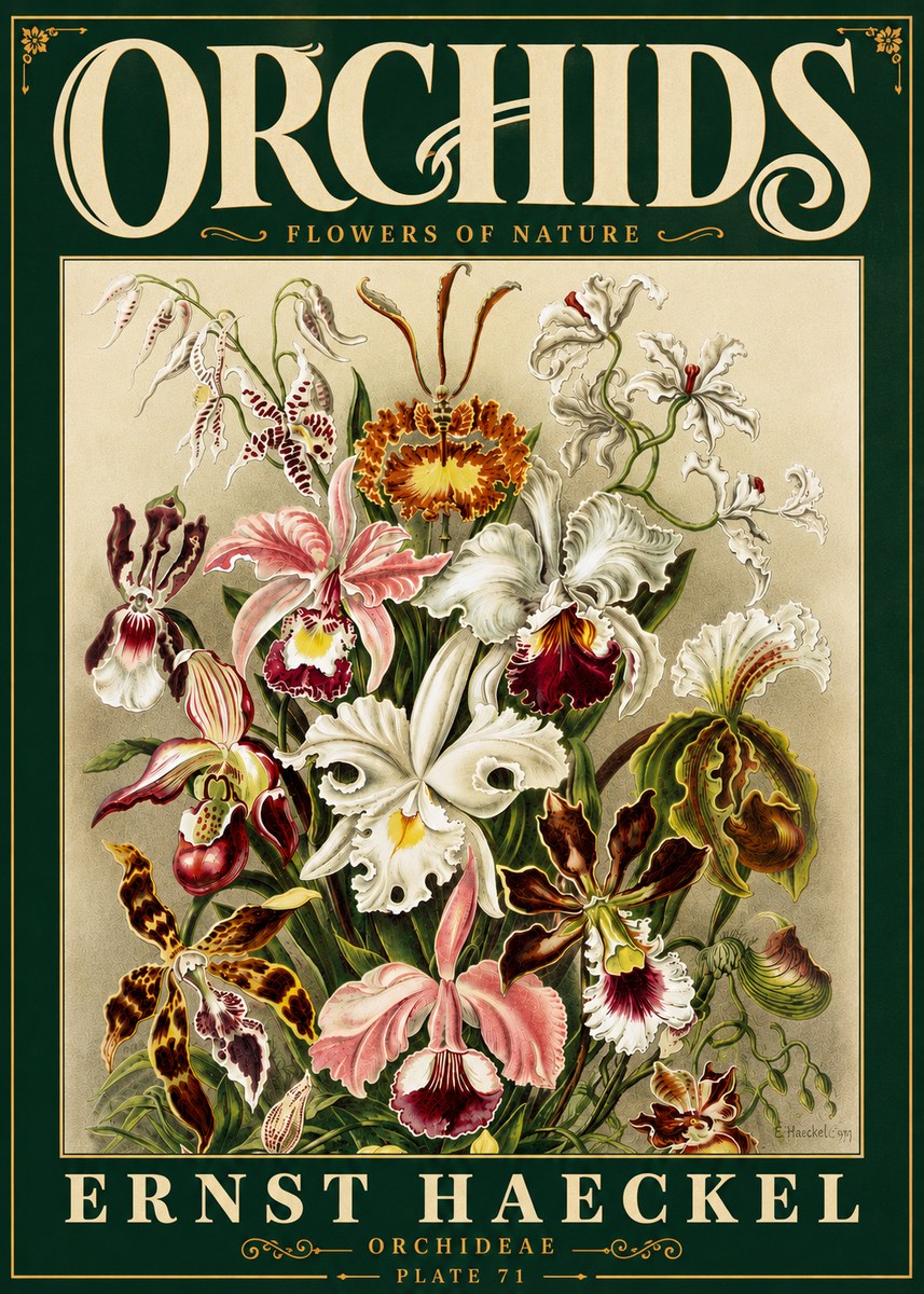 Ernst Haeckel Orchids No6 - Póster