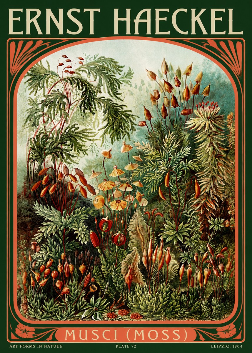Ernst Haeckel Musci (Moss) No2 - Póster