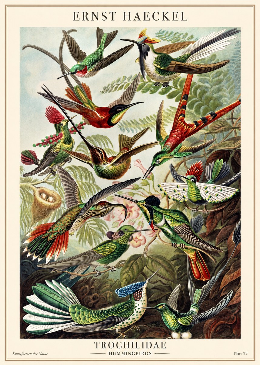 Ernst Haeckel Trochilidae - Hummingbirds No1 - Póster