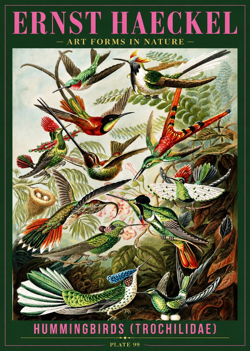 Ernst Haeckel Trochilidae - Hummingbirds No4 - Póster
