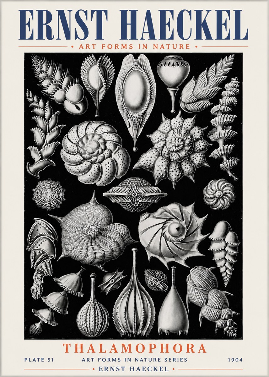 Ernst Haeckel Thalamophora No6 - Póster