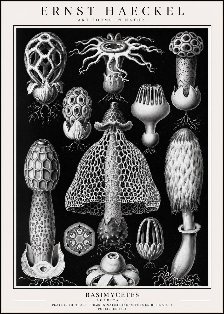 Ernst Haeckel Basimycetes Agaricales No1 - Póster