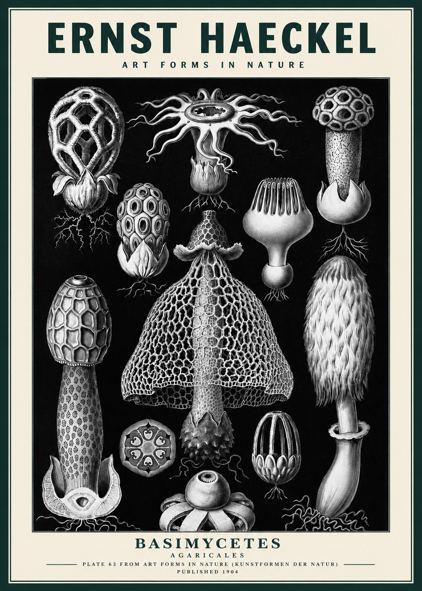 Ernst Haeckel Basimycetes Agaricales No3 - Póster
