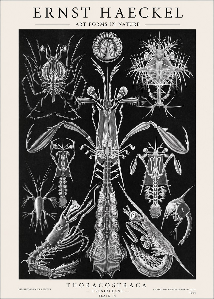 Ernst Haeckel Thoraocostraca - Crustaceans - Plate 76 No1 - Póster