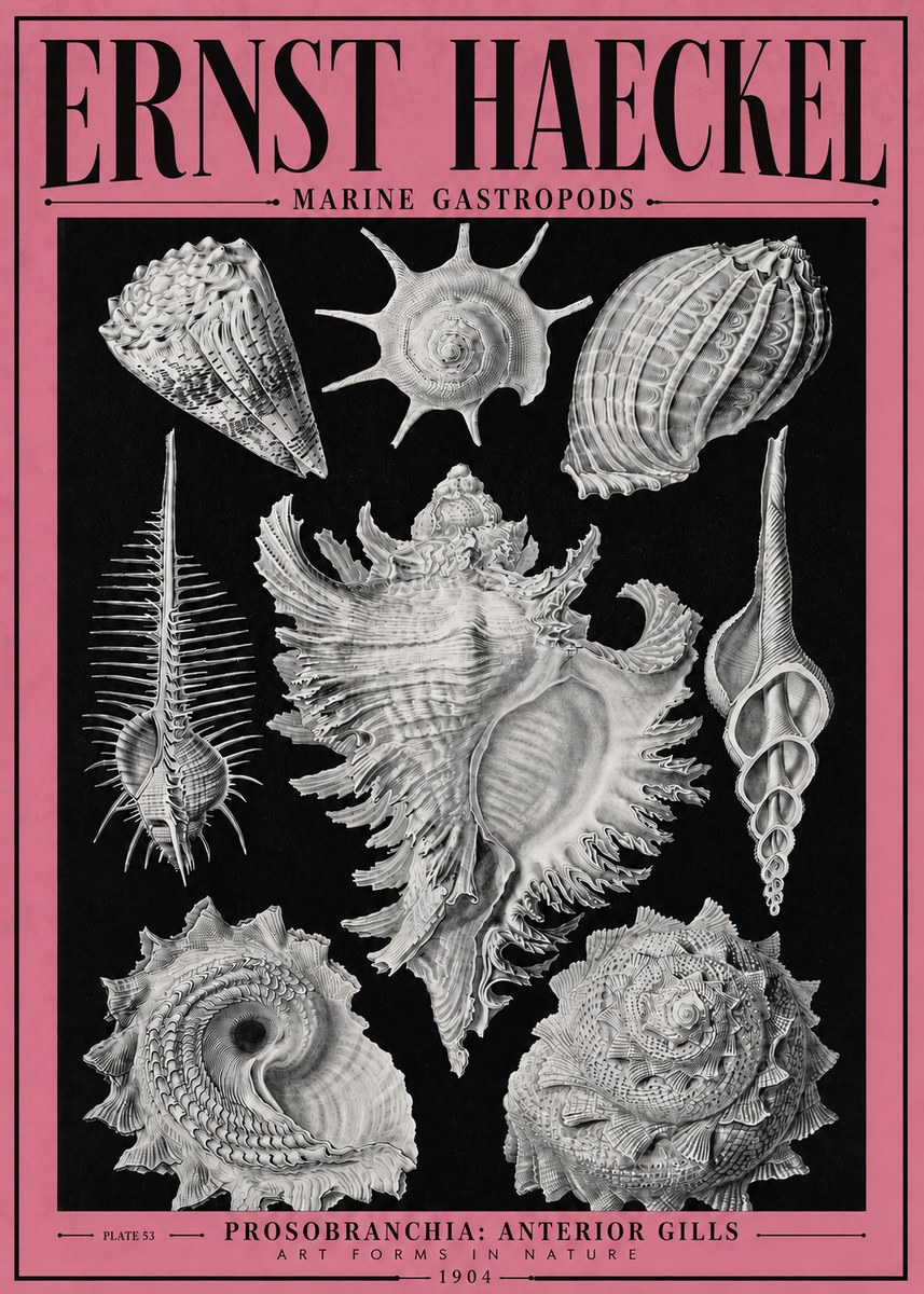 Ernst Haeckel Prosobranchia - Marine Gastropods No4 - Póster