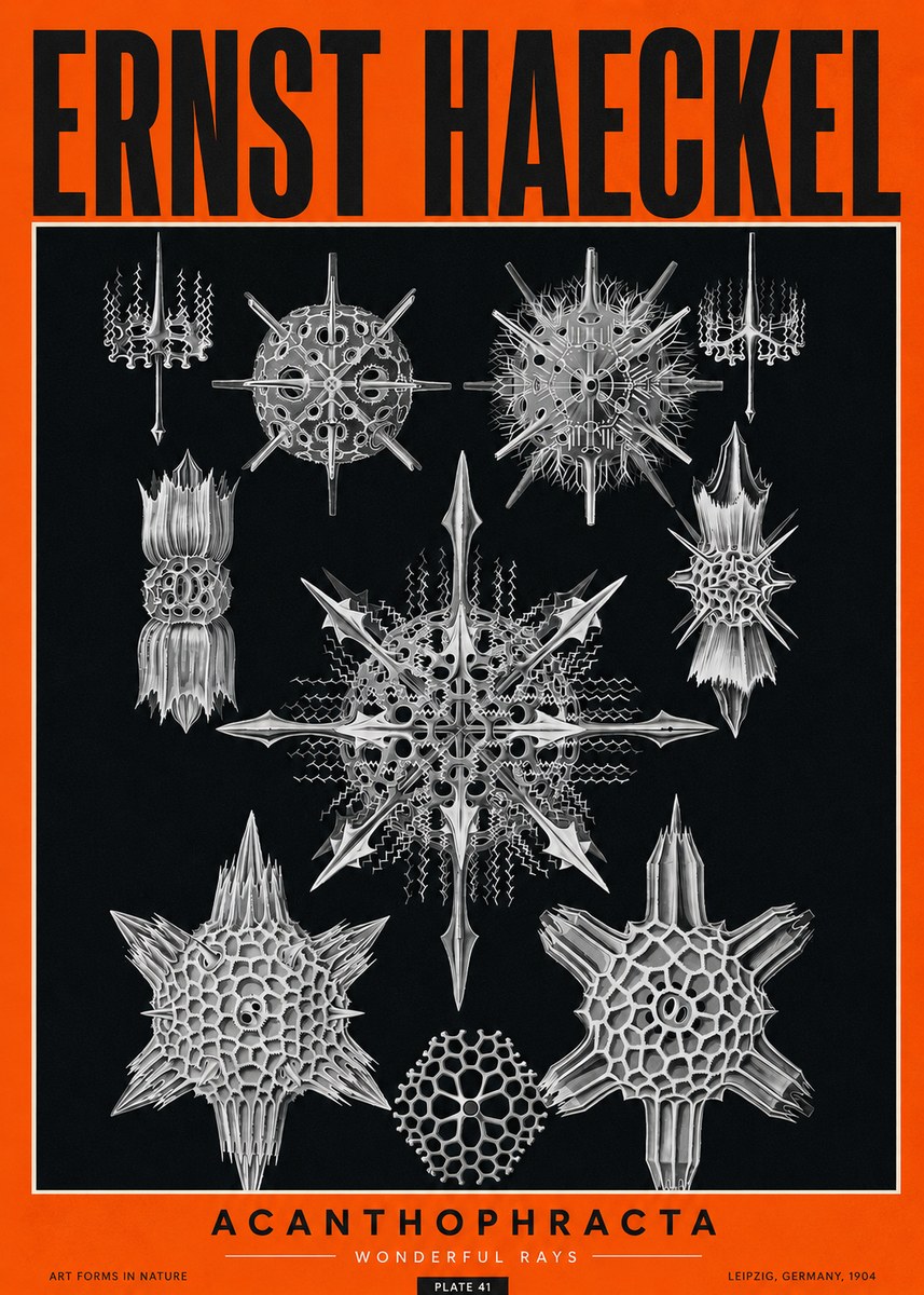 Ernst Haeckel Acanthophracta - Wonderful Rays No2 - Póster