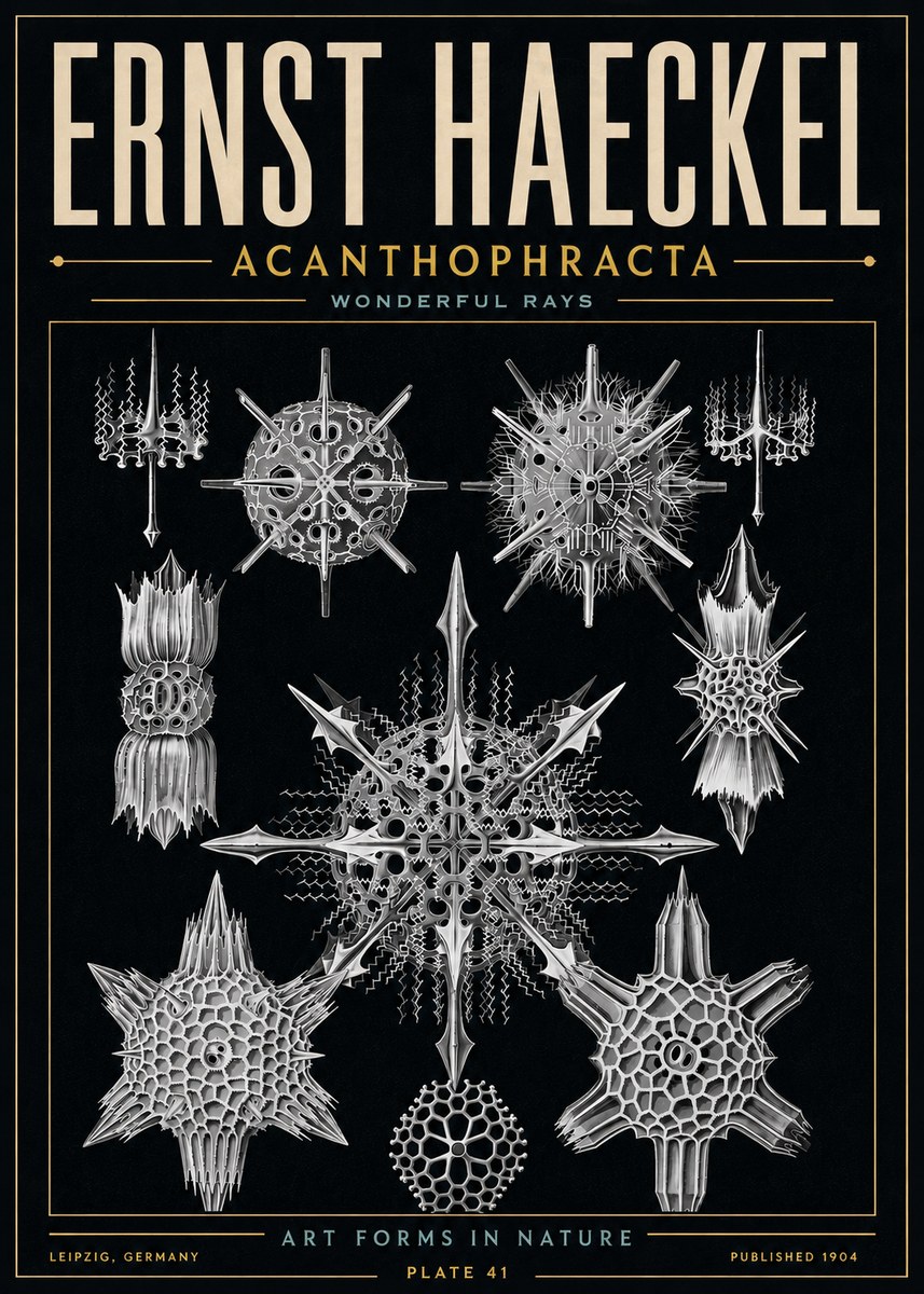 Ernst Haeckel Acanthophracta - Wonderful Rays No6 - Póster