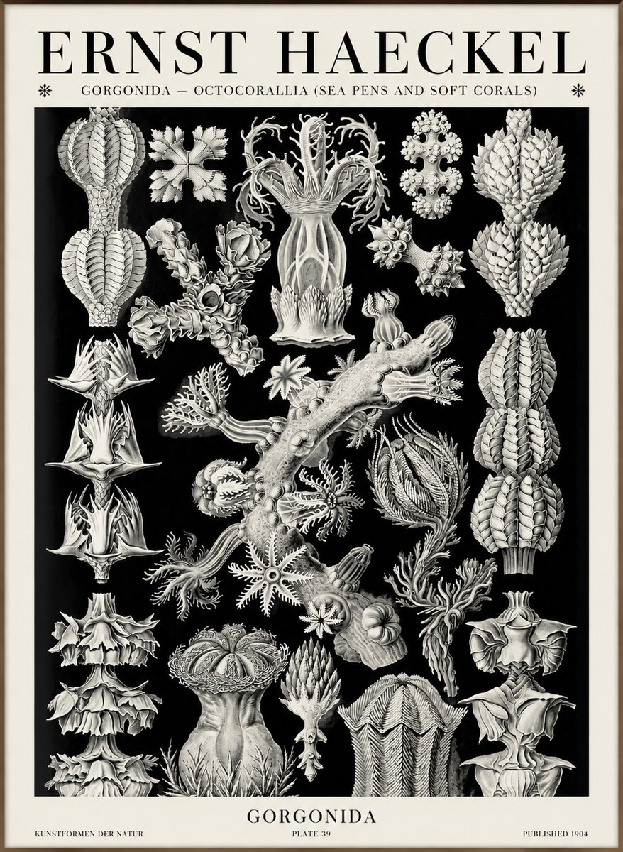 Ernst Haeckel Gorgonians No6 - Póster