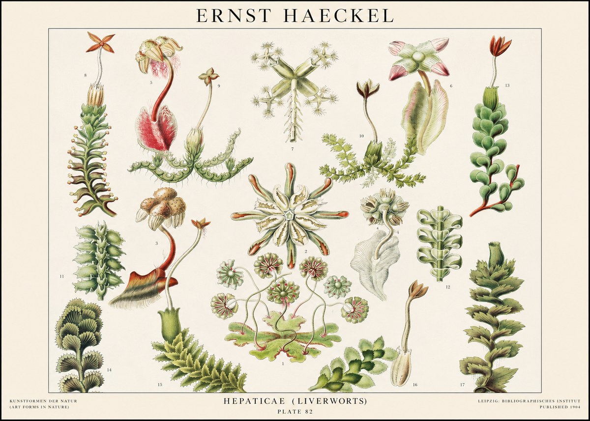 Ernst Haeckel Hepaticae (Liverworts) - Plate 82 No1 - Póster