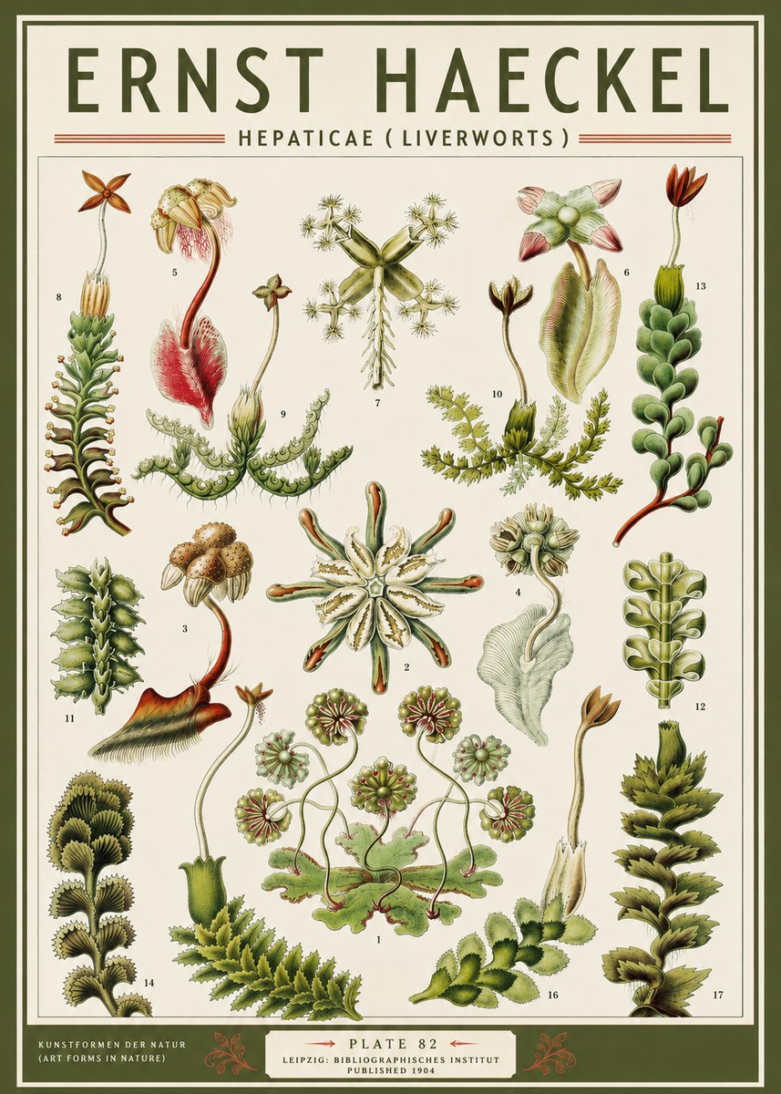 Ernst Haeckel Hepaticae (Liverworts) - Plate 82 No3 - Póster