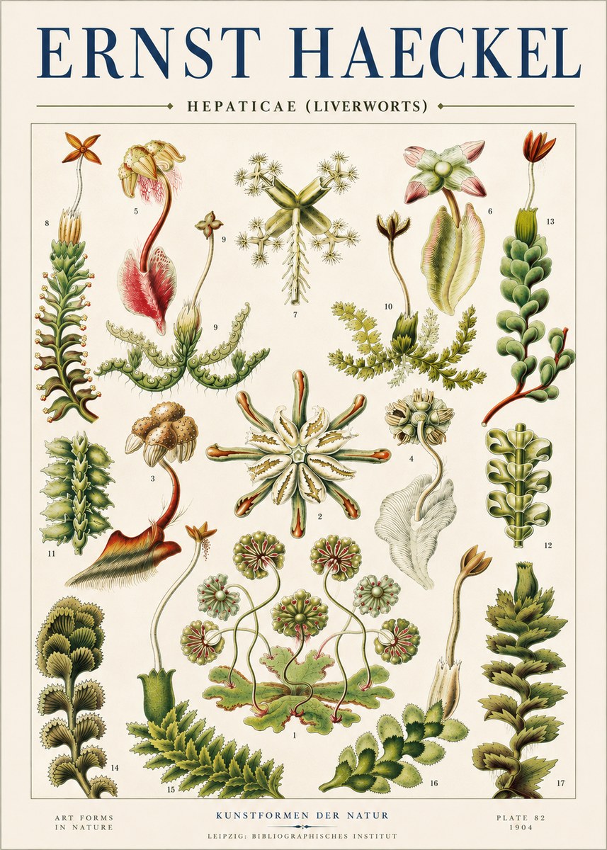 Ernst Haeckel Hepaticae (Liverworts) - Plate 82 No4 - Póster