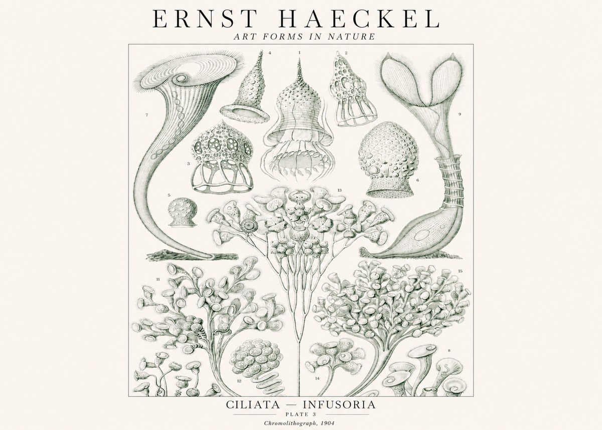 Ernst Haeckel Ciliata - Infusoria - Plate 3 No1 - Póster