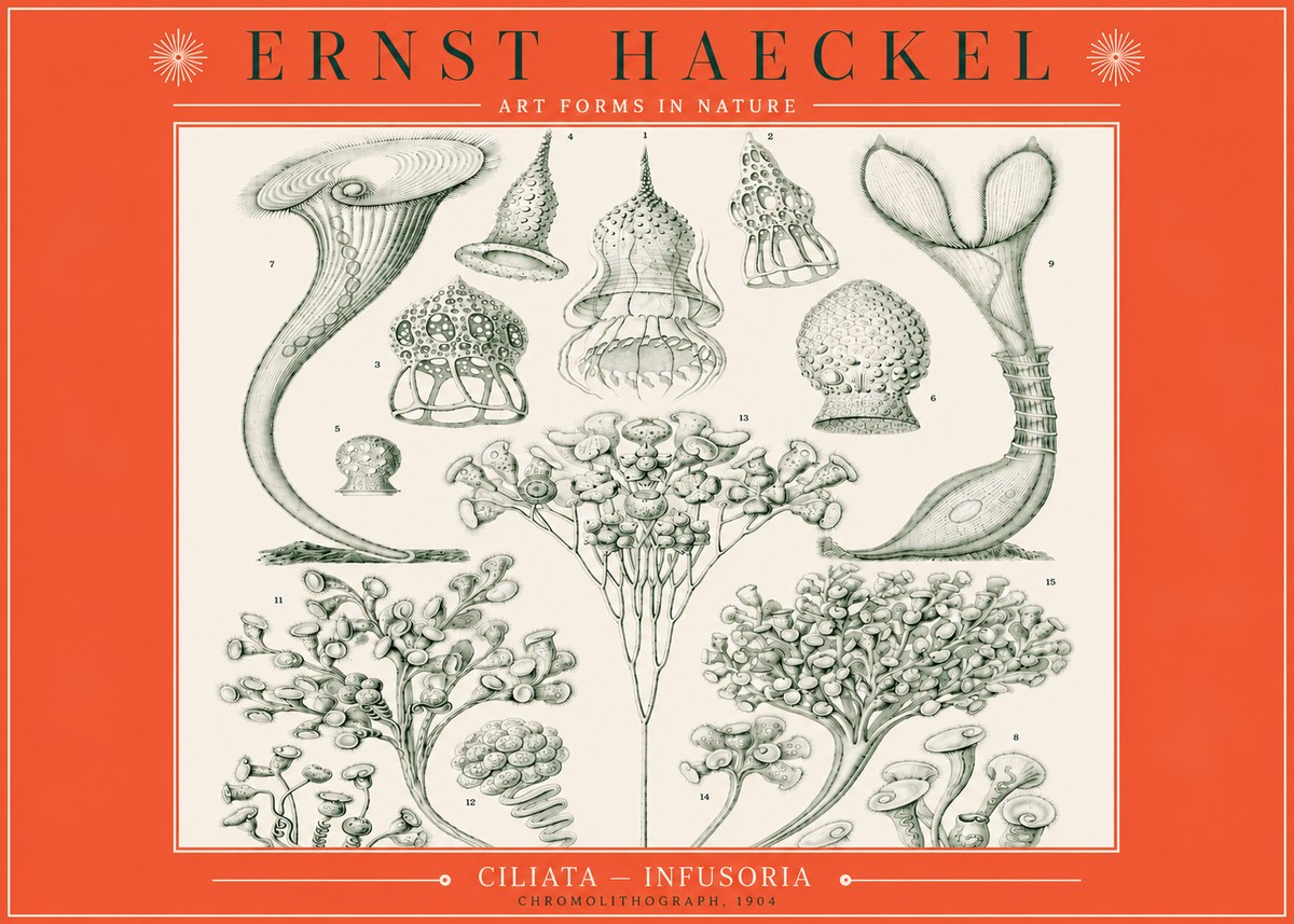 Ernst Haeckel Ciliata - Infusoria - Plate 3 No3 - Póster