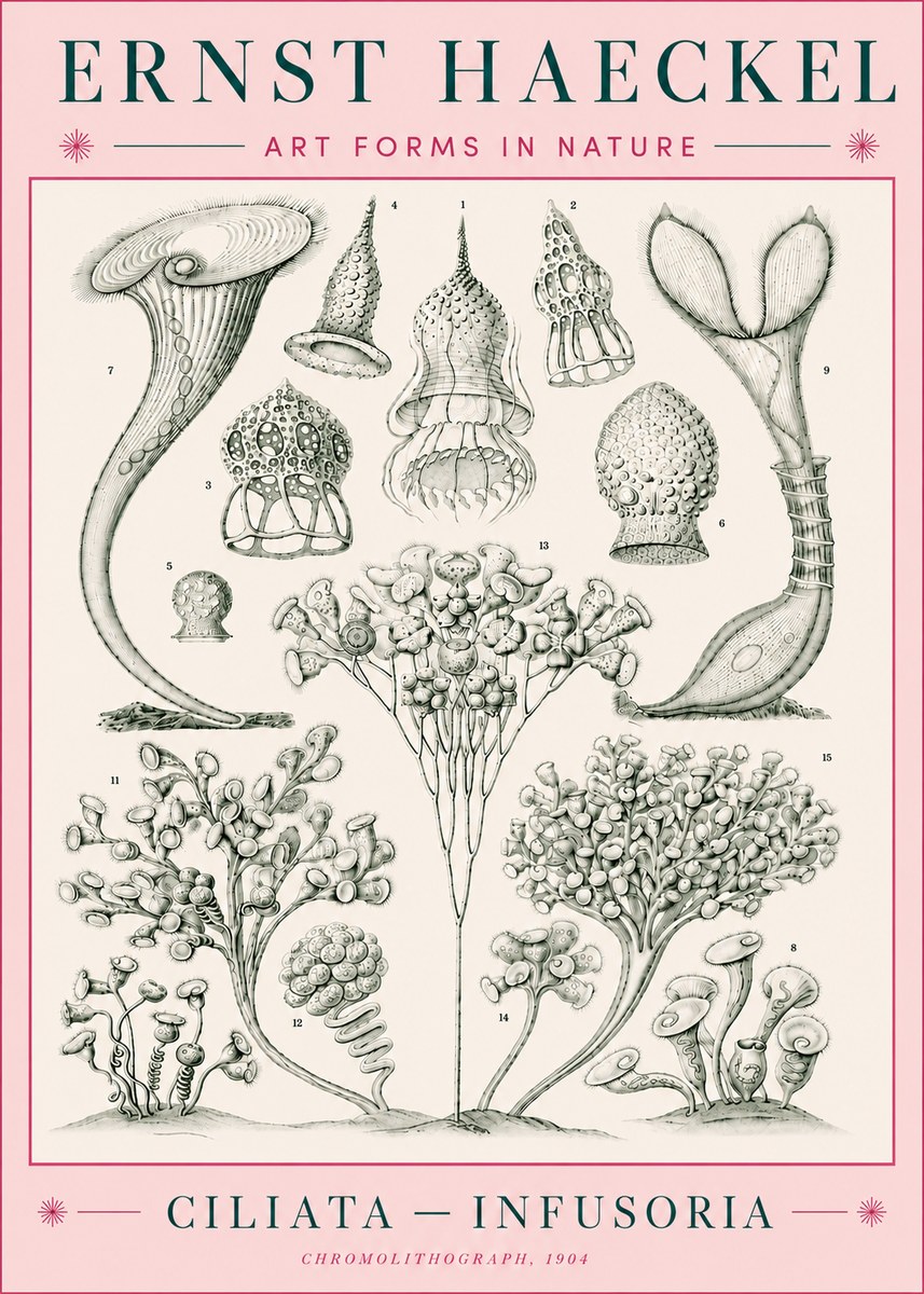 Ernst Haeckel Ciliata - Infusoria - Plate 3 No5 - Póster