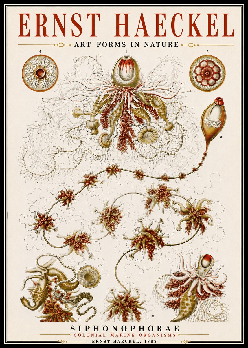 Ernst Haeckel Siphonophorae No6 - Póster