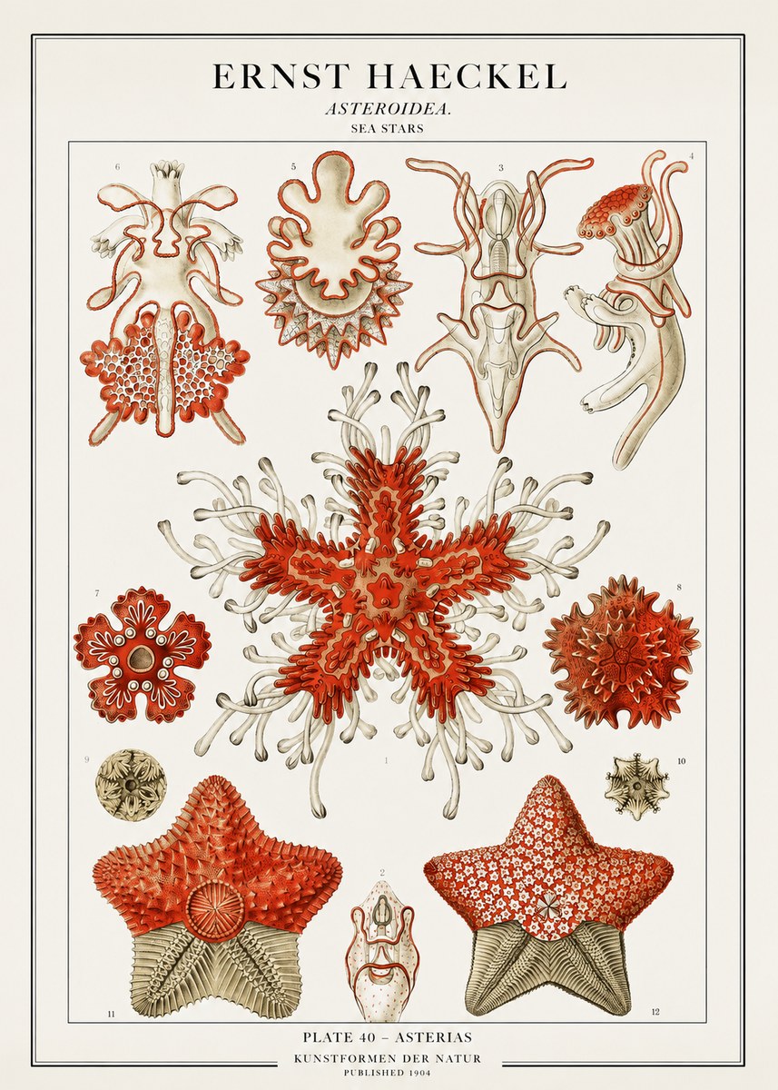 Ernst Haeckel Asteroidea. Sea Stars No1 - Póster