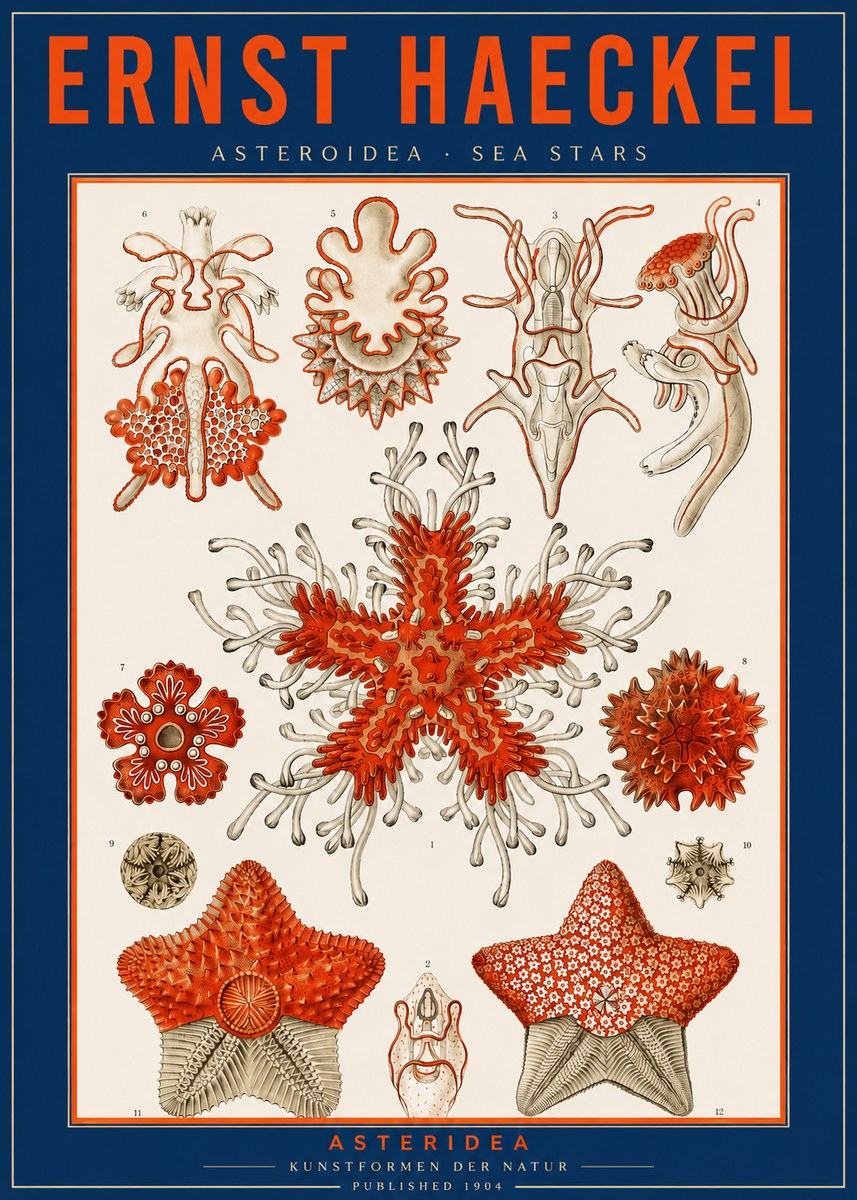 Ernst Haeckel Asteroidea. Sea Stars No2 - Póster