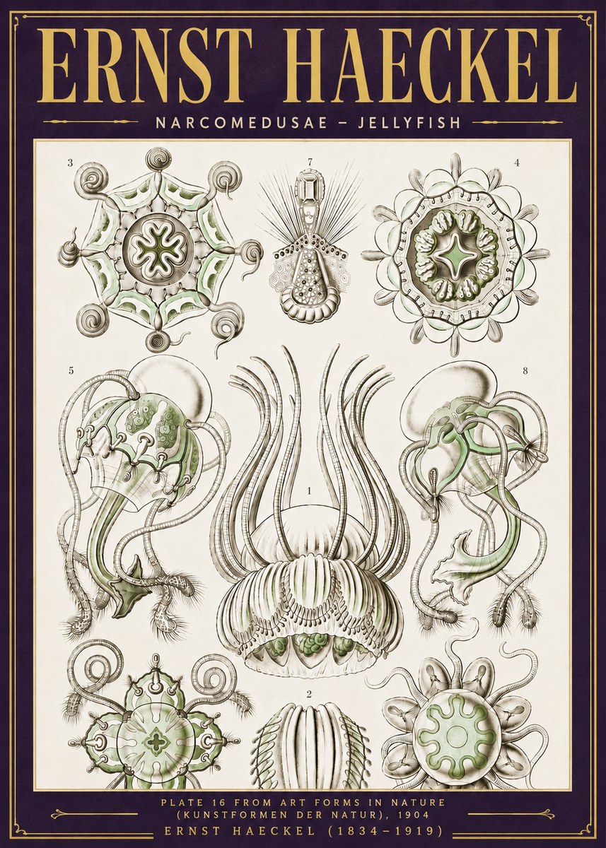 Ernst Haeckel Narcomedusae - Jellyfish No6 - Póster
