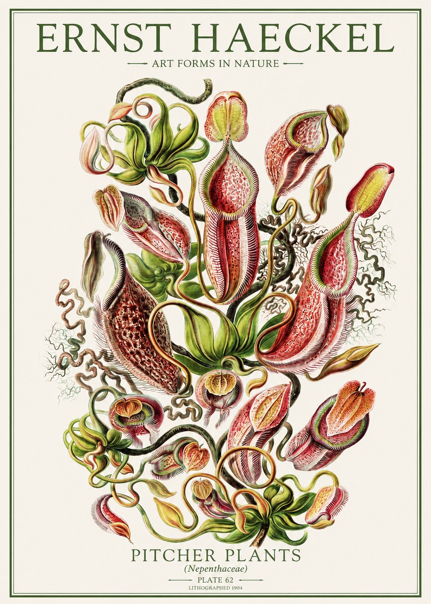 Ernst Haeckel Pitcher Plants No1 - Póster