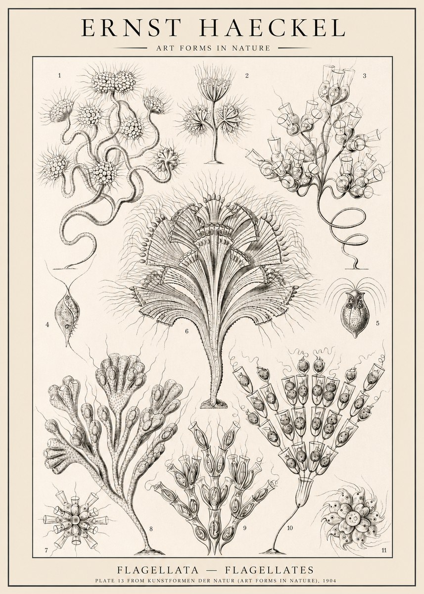 Ernst Haeckel Flagellata - Flagellates No1 - Póster
