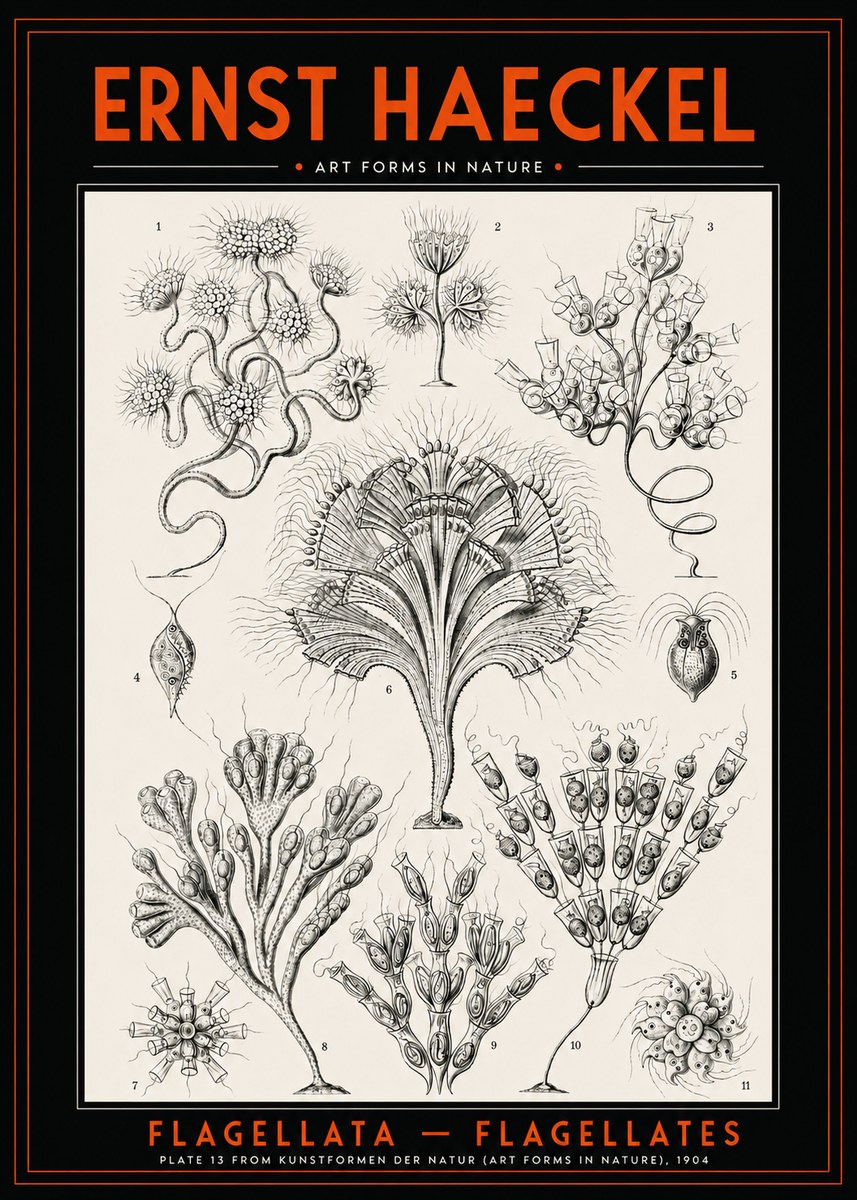 Ernst Haeckel Flagellata - Flagellates No2 - Póster