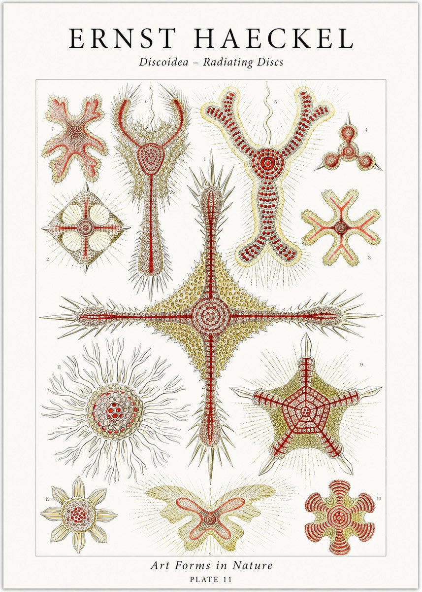 Ernst Haeckel Discoidea – Radiating Discs No1 - Póster