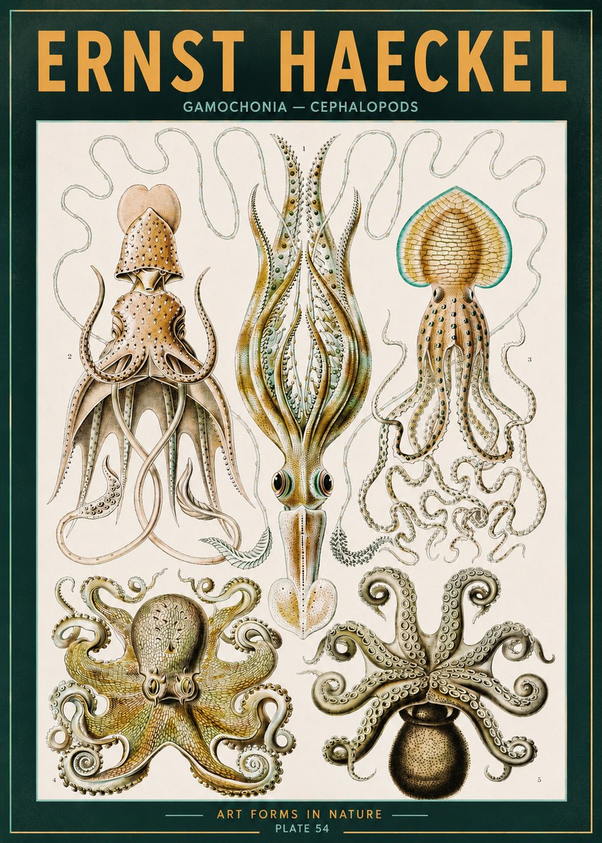 Ernst Haeckel Cephalopods Octopuses and Squid No3 - Póster