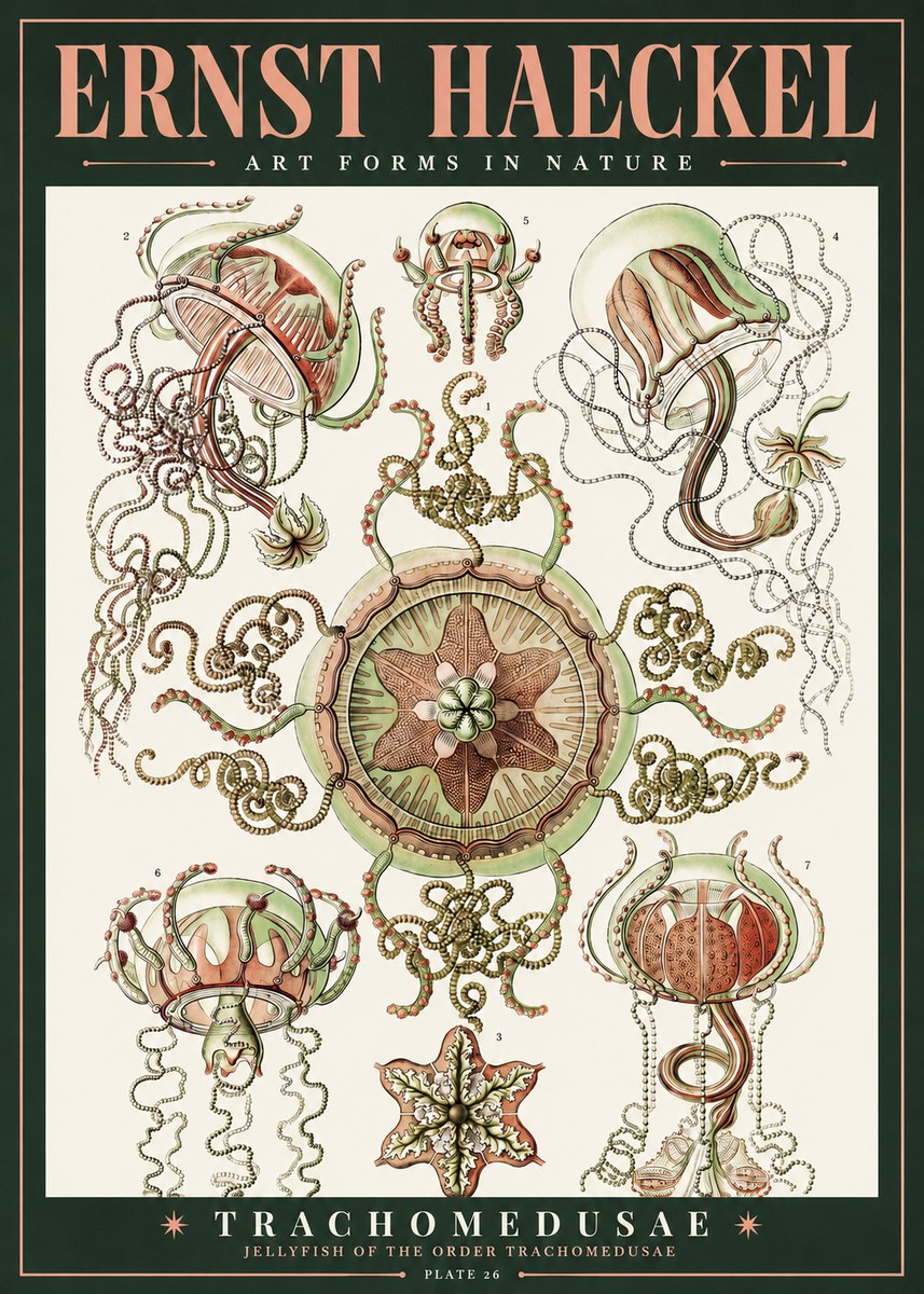 Ernst Haeckel Trachomedusae No2 - Póster