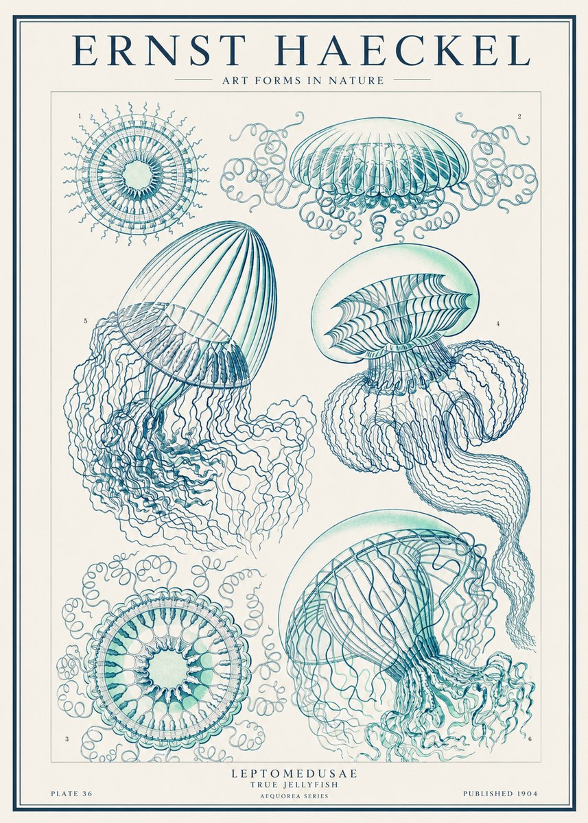 Ernst Haeckel Leptomedusae True Jellyfish No1 - Póster