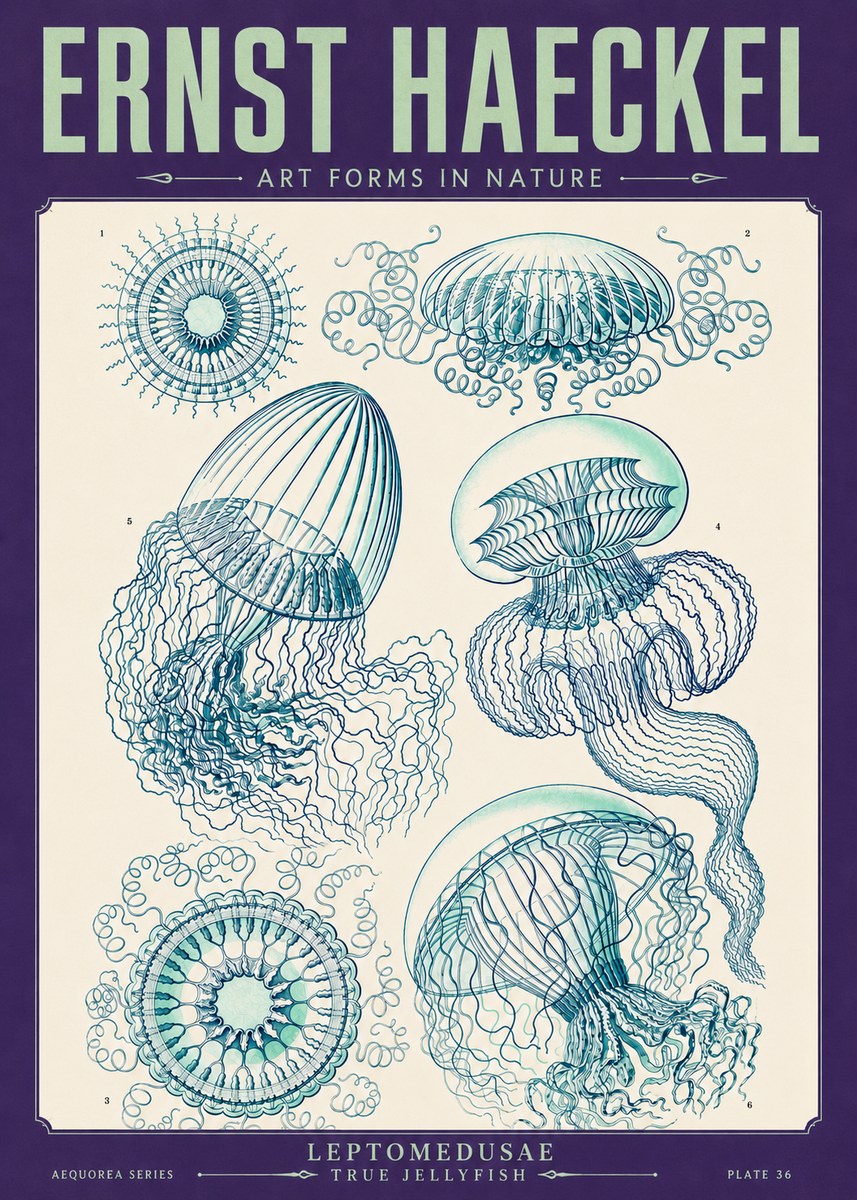Ernst Haeckel Leptomedusae True Jellyfish No4 - Póster