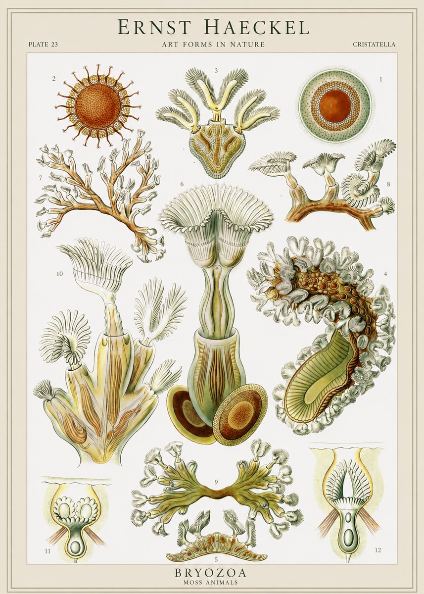 Ernst Haeckel Cristatella No1 - Póster