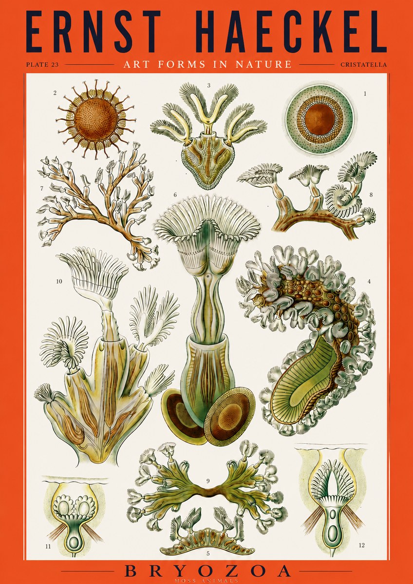 Ernst Haeckel Cristatella No3 - Póster
