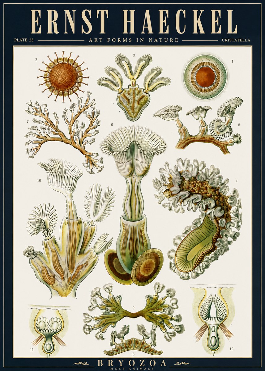Ernst Haeckel Cristatella No5 - Póster