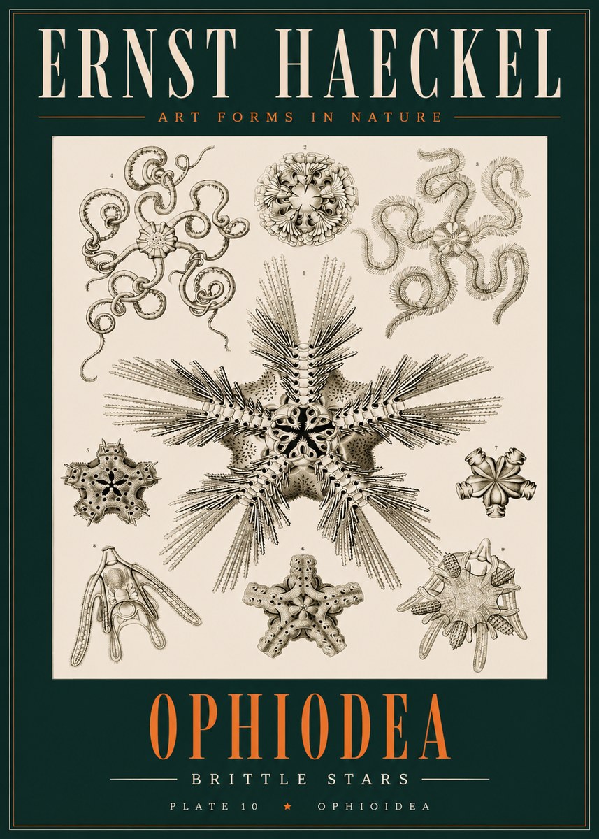 Ernst Haeckel Ophiodea - Brittle Stars I No2 - Póster