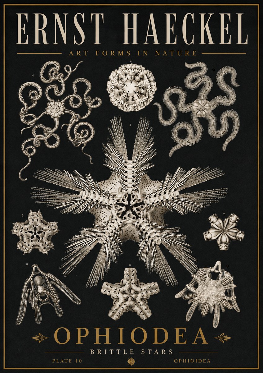 Ernst Haeckel Ophiodea - Brittle Stars I No5 - Póster