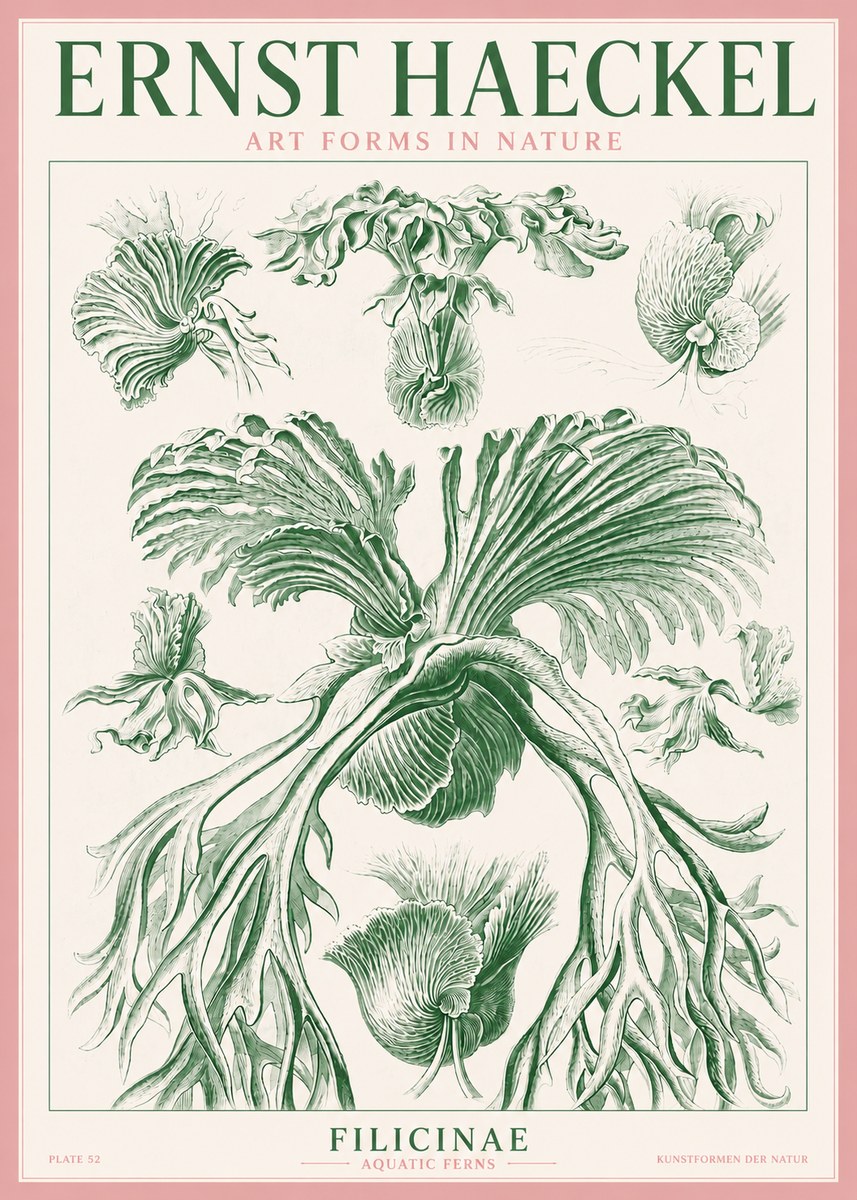 Ernst Haeckel Filicinae No3 - Póster