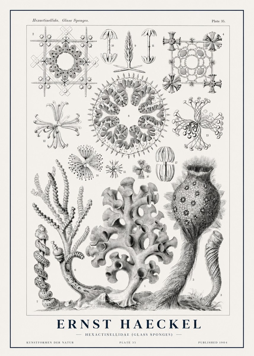 Ernst Haeckel Hexactinellida. Glass Sponges. No1 - Póster