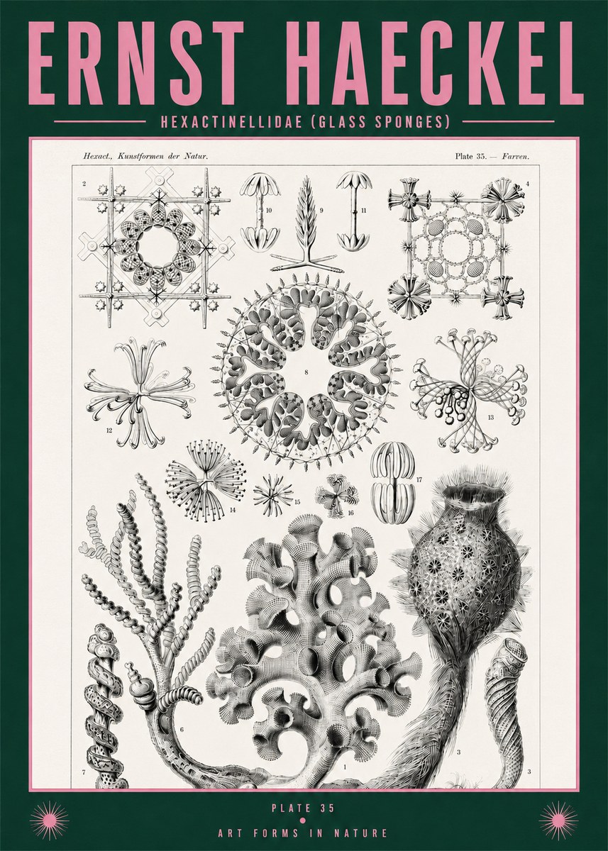 Ernst Haeckel Hexactinellida. Glass Sponges. No2 - Póster