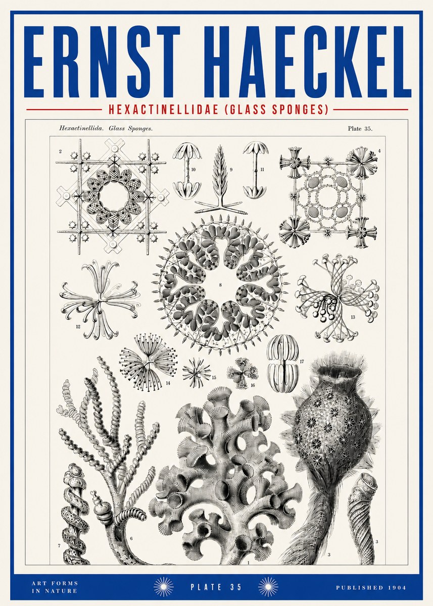 Ernst Haeckel Hexactinellida. Glass Sponges. No3 - Póster