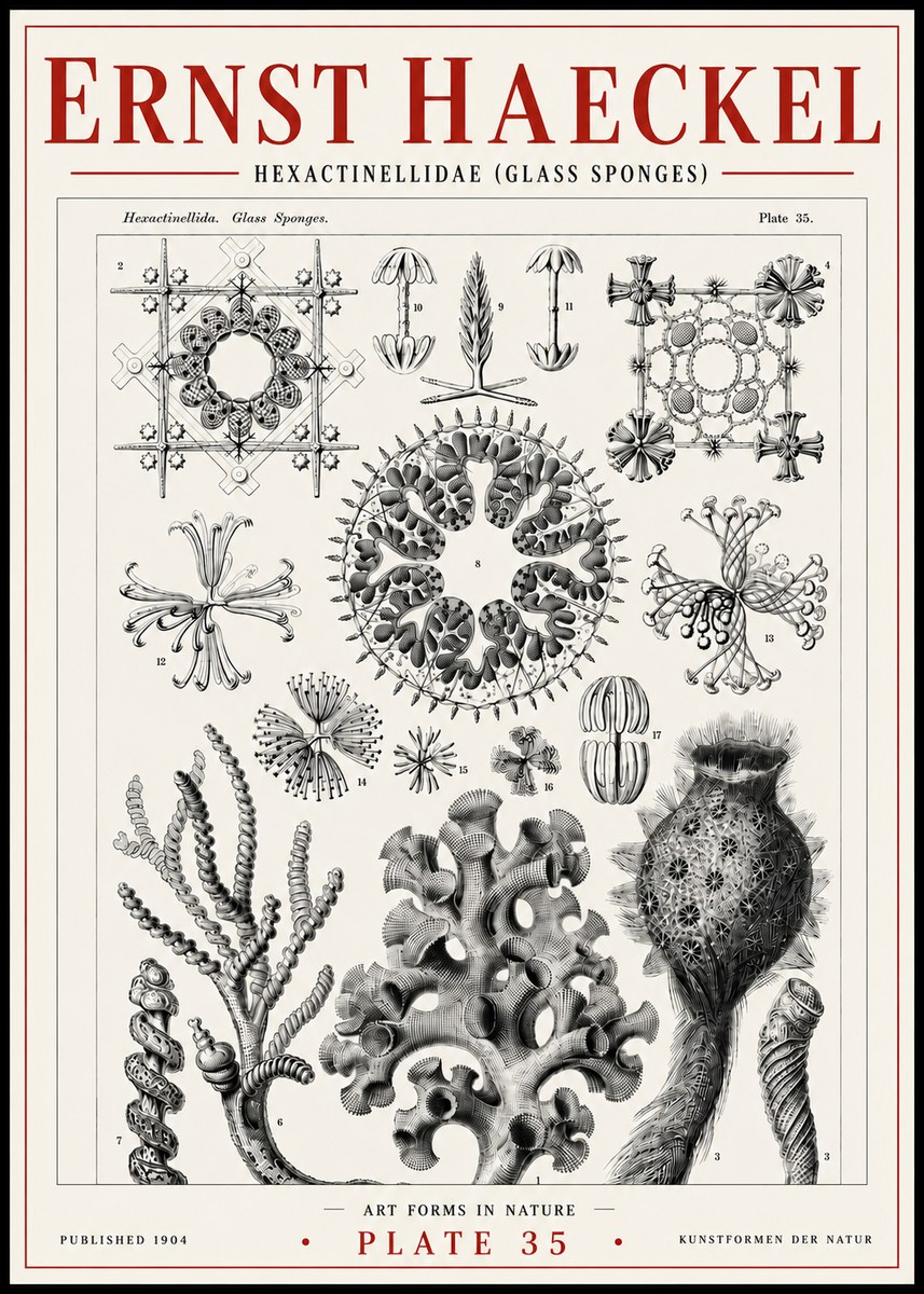 Ernst Haeckel Hexactinellida. Glass Sponges. No6 - Póster