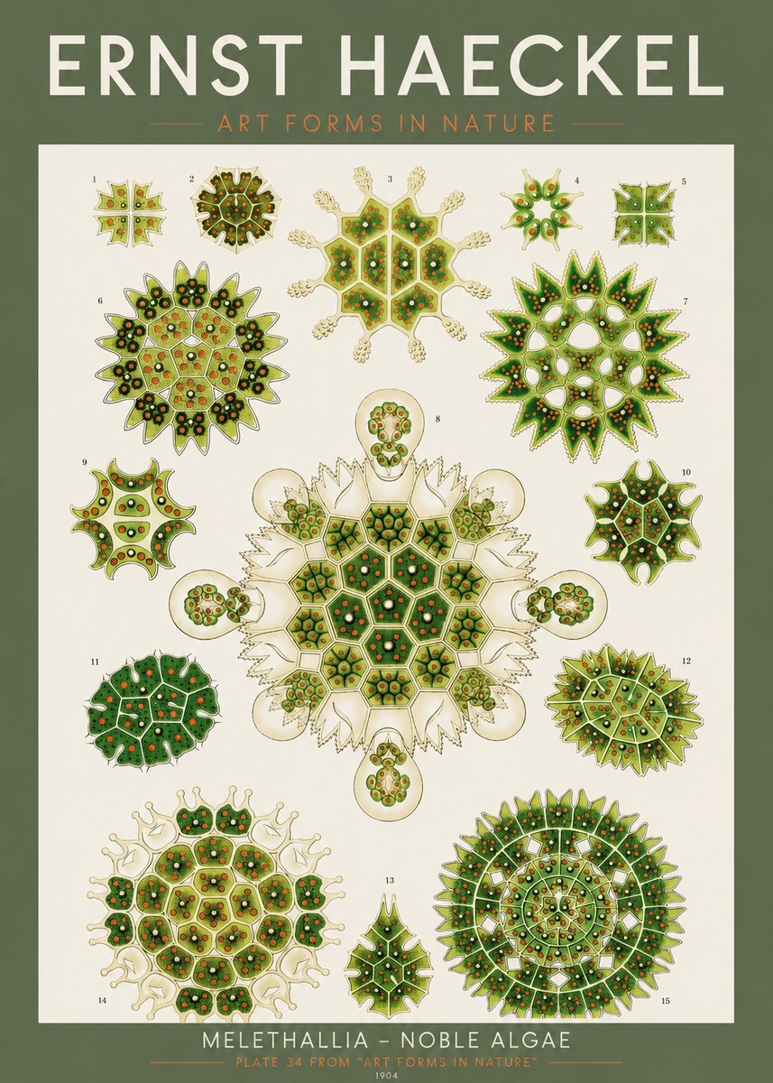 Ernst Haeckel Melethallia - Noble Algae No2 - Póster