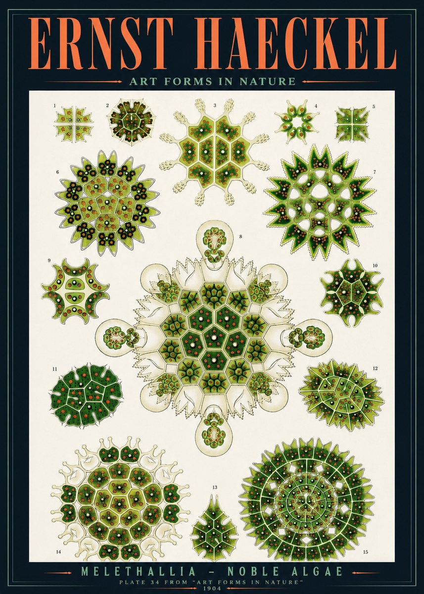 Ernst Haeckel Melethallia - Noble Algae No4 - Póster