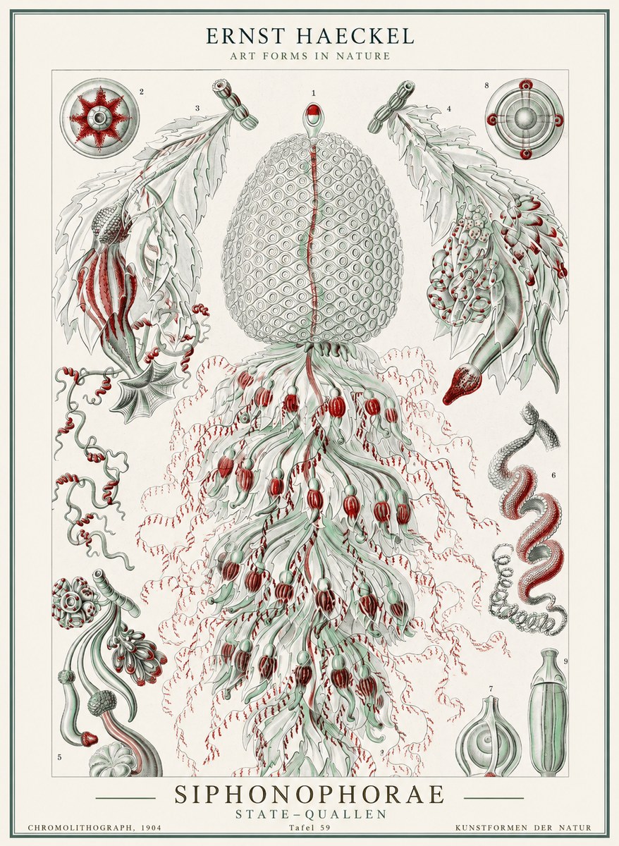 Ernst Haeckel Siphonophorae - State Colonies No2 - Póster