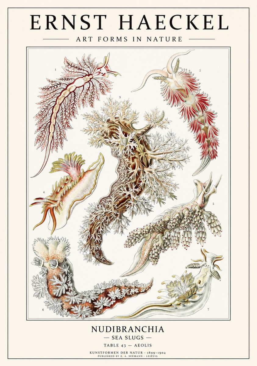 Ernst Haeckel Nudibranchia – Sea Slugs No3 - Póster