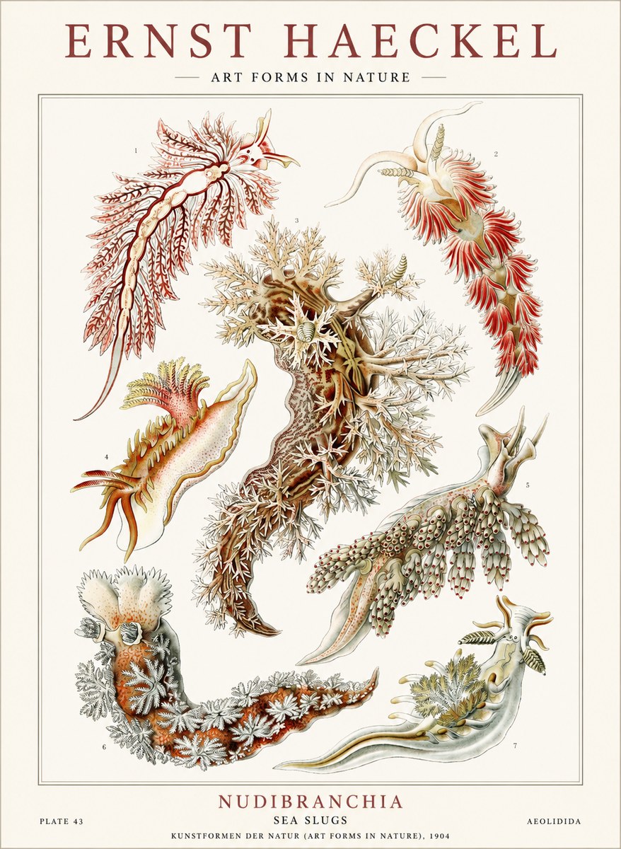 Ernst Haeckel Nudibranchia – Sea Slugs No4 - Póster