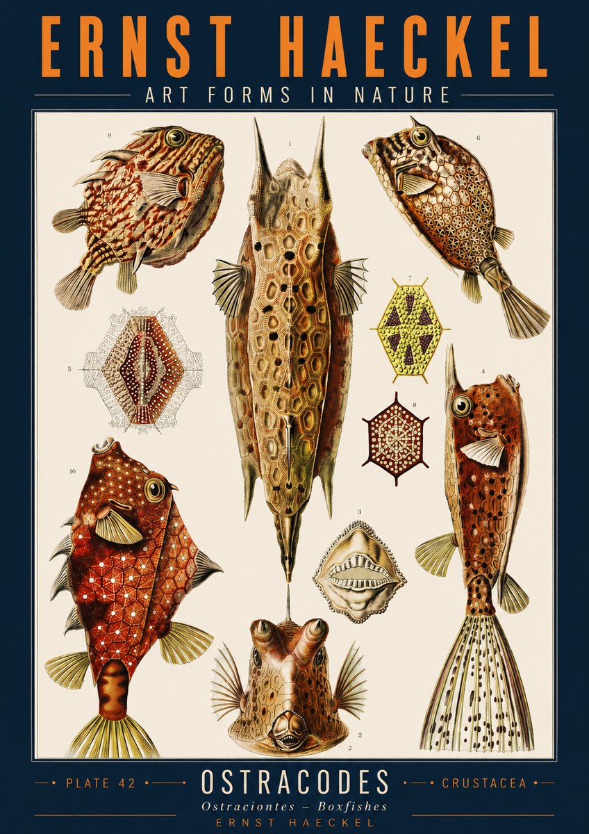 Ernst Haeckel Ostracodes Crustacea No2 - Póster