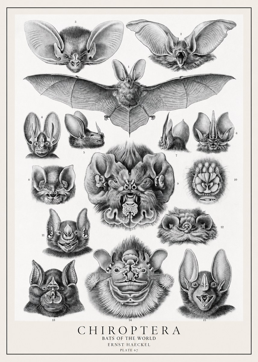 Ernst Haeckel Chiroptera Bats No2 - Póster